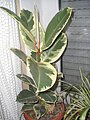 Ficus elastica (Rubber Plant)