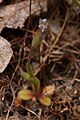 Myosotis discolor