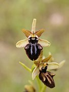 Ophrys incubacea