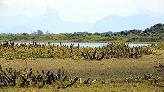 Parque Nacional Restinga de Jurubatiba - Luciano Thomazelli (02).jpg