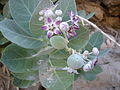 Unknown plant, inflorescence, Muscat, Oman