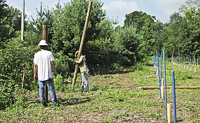 Planting an American chestnut orchard at the Shenango Lake Campground.jpg