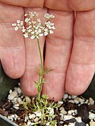 Starr-140610-0678-Daucus carota subsp carota-plant from HVC HNP flowering habit-Hawea Pl Olinda-Maui (24875353569).jpg