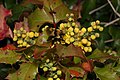 Berberis aquifolium