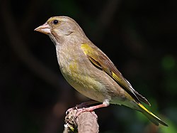 European greenfinch, Chloris chloris, female