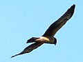 First year juvenile, Ankeny National Wildlife Refuge