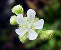 Drosera dilatatio-petiolaris Flora