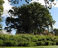 680 year old pedunculate oak in Wriezen-Haselberg