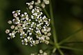 Ligusticum grayi