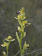 Ophrys lupercalis