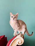 Thumbnail for File:Singapura cat breed.jpg