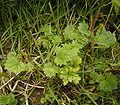 Seedlings among grass