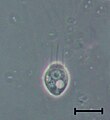 Codosiga sp. cell at late stages of the life cycle