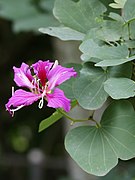 Bauhinia blakeana