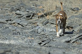 Boxer dog In Iran- Mashhad City- Canon Photography - Mostafa Meraji 01.jpg