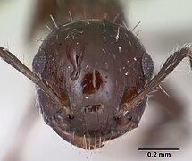 Crematogaster curvispinosa casent0173308 head 1.jpg