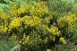 Cytisus oromediterraneus Ardèche.jpg