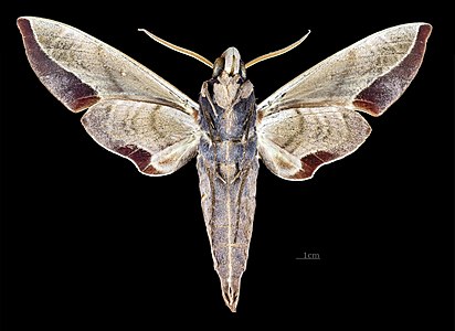 ♂ Daphnis protrudens ventral view