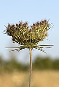 Daucus carota - Wild carrot 02.jpg