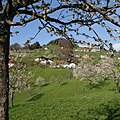 Orchard in flower, Fraxern, Austria