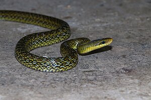 Himalayan Trinket juvenile