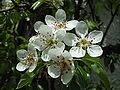 Pear blossoms from Switzerland