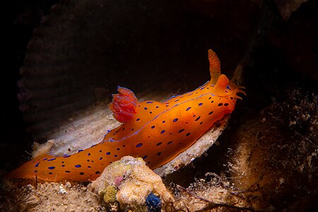 Polycera Elegans