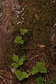 Tiarella trifoliata