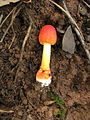 Amanita rubrovolvata