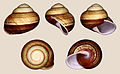 4 Calocochlia pan 01 uploaded by Llez, nominated by Llez