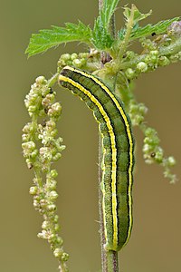 Commons:Featured picture candidates/Set/Ceramica pisi caterpillar