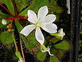 Flower of Drosera whittakeri ssp. aberrans