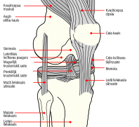 Knee diagram lv.svg