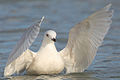 Larus glaucoides