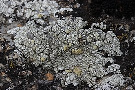 Lichen (30328348828).jpg