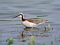 Female in breeding plumage