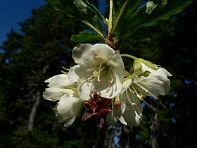 Rhododendron albiflorum