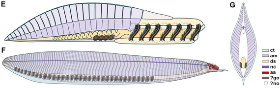 Schematic anatomical reconstruction of Yunnanozoon and Pikaia.png