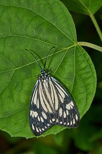 Cyclosia papilionaris (Drury's jewel)