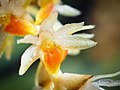 Coelogyne apoensis