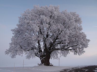 Tilia in Weilbach, by Konradf