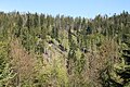 Silver Firs in forest with Picea abies and Fagus sylvatica, Silesian Beskids, Poland