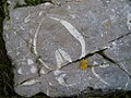 Kuhtrittmuschel auf dem Fundamentstein einer alten Almhütte an der Lainlalm