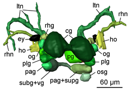 Pseudunela viatoris nervous system 2.png