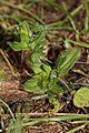 Veronica arvensis