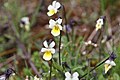 Viola arvensis