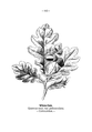 Quercus robur plate 143 in: Wayside and woodland blossoms, 1895 alternative