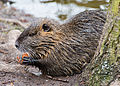 Nutria