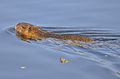 Nutria