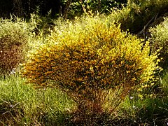 CYTISUS OROMEDITERRANEUS - BUSA - IB-038 (Bàlec).jpg